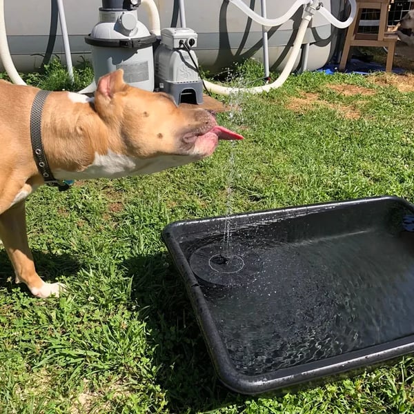 🔥Hot Sales 50% OFF🔥🔥Solar-powered bird fountains🐦️
